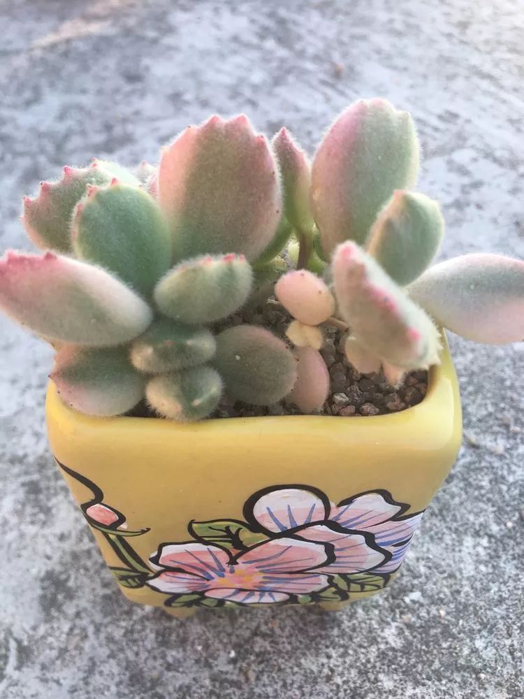 五颜六色的透明多肉,颜色超好看的多肉