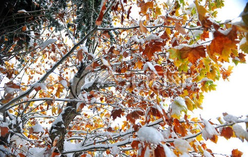 [秋叶之赋]秋日落叶漫漫，落叶归根，然而落叶有顽强的生命力