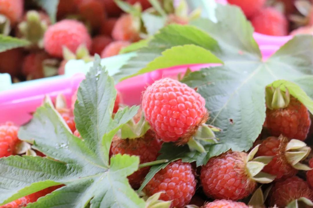 诸暨哪里树莓采摘最好,诸暨摘树莓