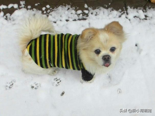 狗狗吐黄色液体也没精神,怎么判断狗狗是肠胃炎还是胰腺炎