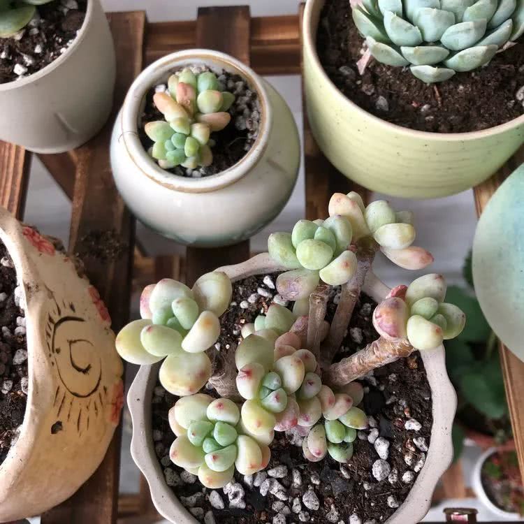 新手小白入坑多肉必看攻略,多肉新手入坑必备指南