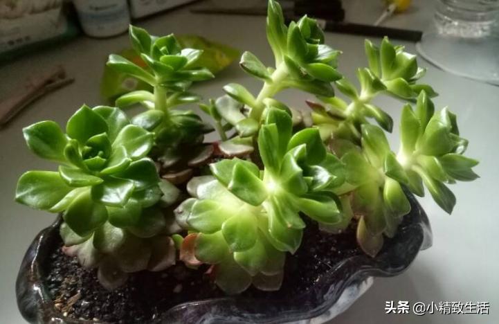 阳台养多肉怎么避免徒长,适合阳台养的多肉不容易徒长