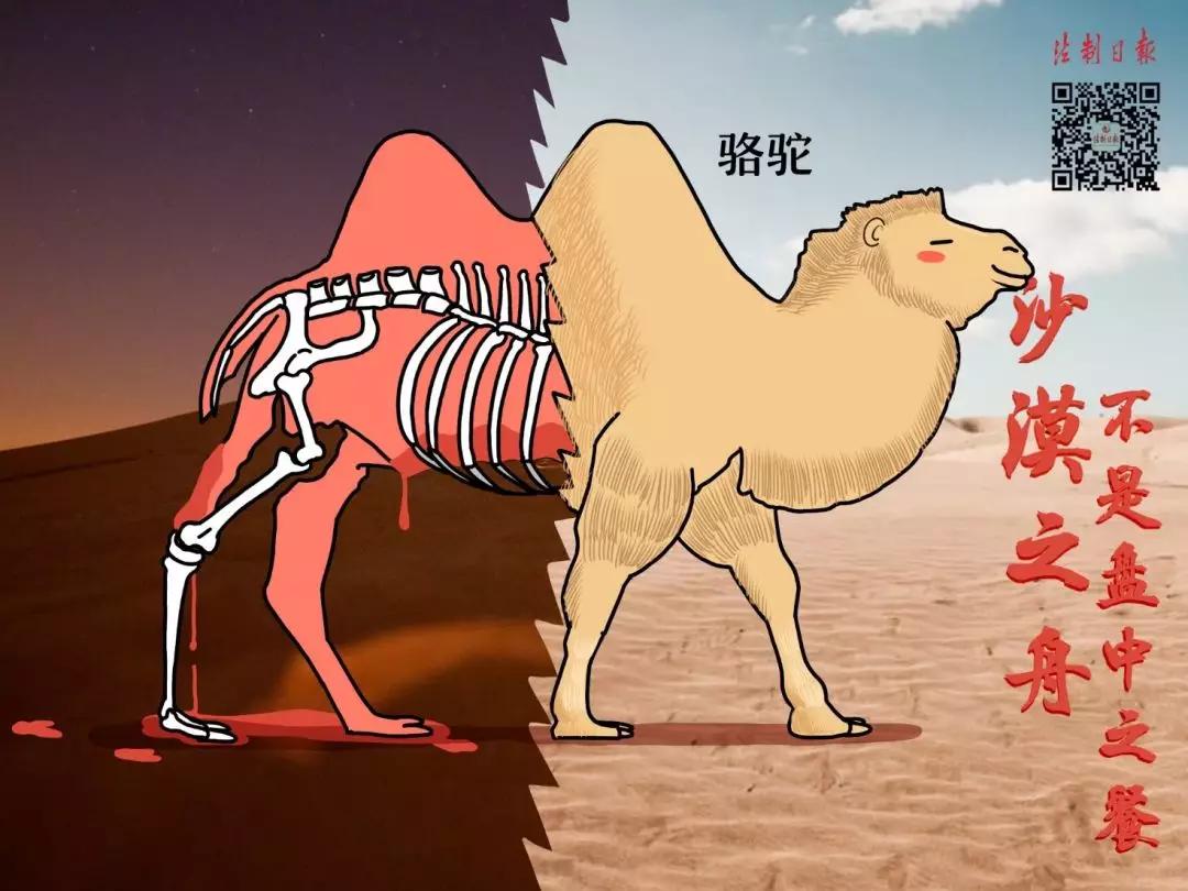 远离野味的漫画,拒绝野味漫画