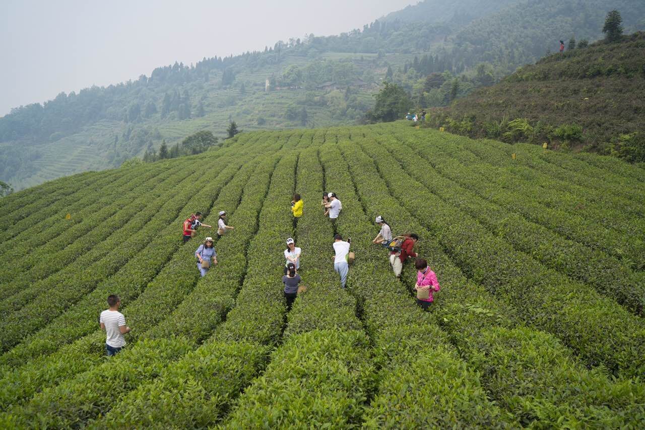 闆呭畨涓轰粈涔堣绉颁负闆ㄥ煄,闆呭畨闆ㄥ煄涓轰粈涔堝彨闆ㄥ煄