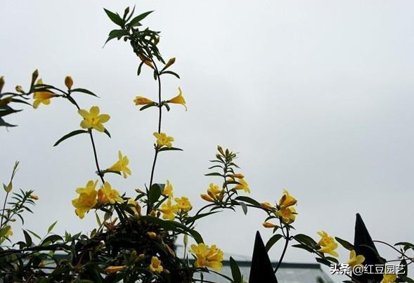香水茉莉花冬季开花吗,法国香水茉莉花怎么养才能开花