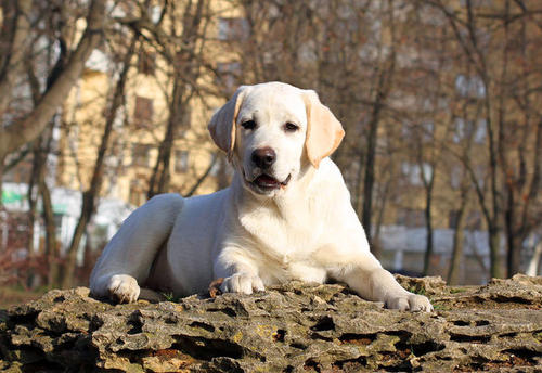 要是经济条件不好要怎么养猫,建议新手养的10种便宜狗狗不掉毛