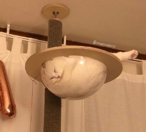 猫的本质是液体，不信看这里，萌化你