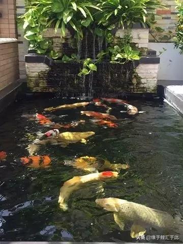 治疗锦鲤鱼病鱼药大全,锦鲤疑难杂症的治疗