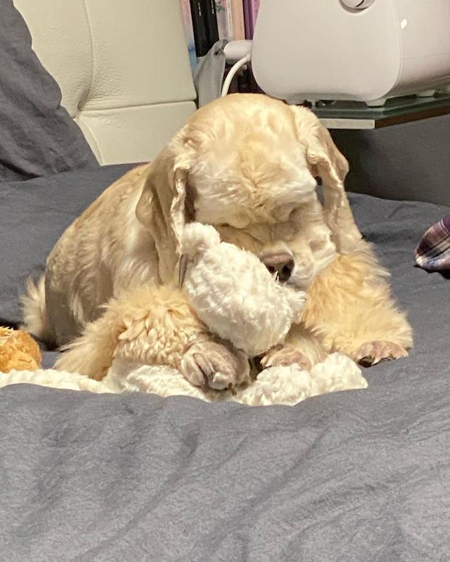 jennie和狗狗的日常,jennie有多宠狗狗