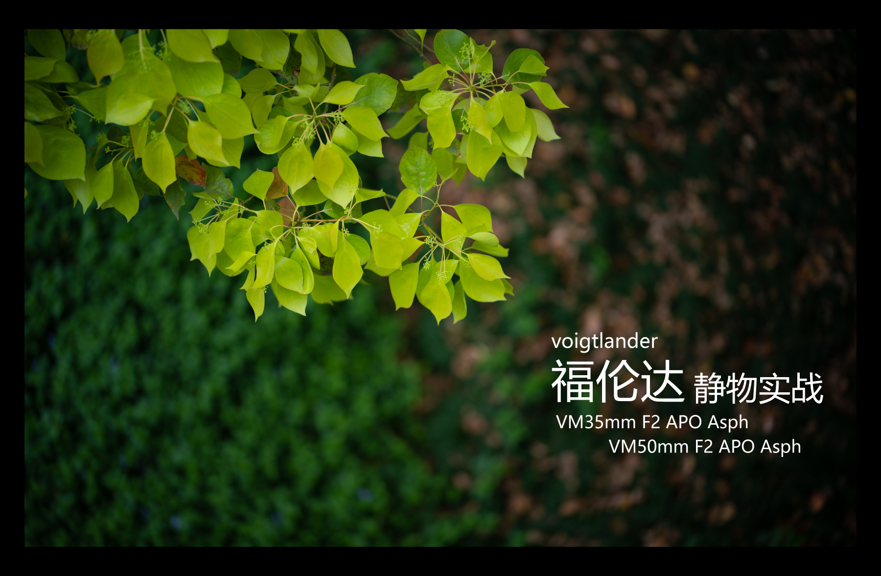 福伦达35mm1.5镜头好不好,福伦达35f2镜头评测