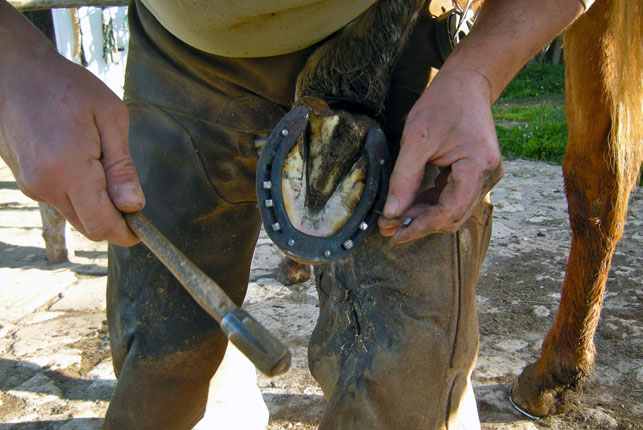 为什么要给马钉马掌,为什么给马钉掌这么多