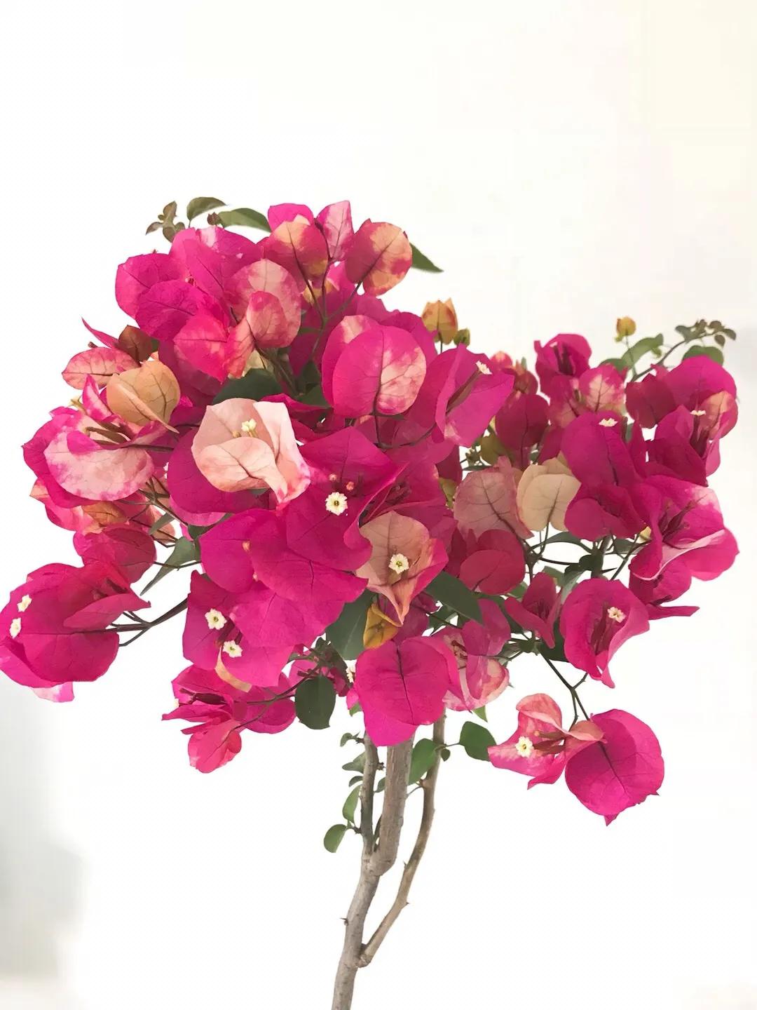 2021年大火的10个三角梅品种，图名并茂欢迎认领，看有无你喜欢的