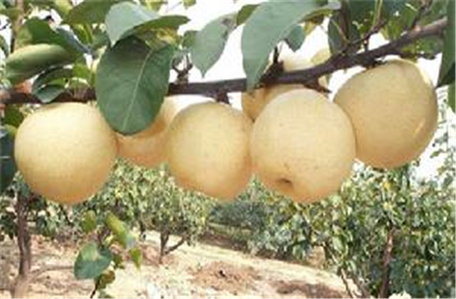 梨树病虫害绿色防控技术,梨树病虫害防治时间表最新