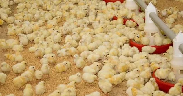 鸡支堵的防治方法,鸡支气管堵有什么治疗方法