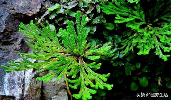 金庸小说中草药,金庸小说十大剧毒