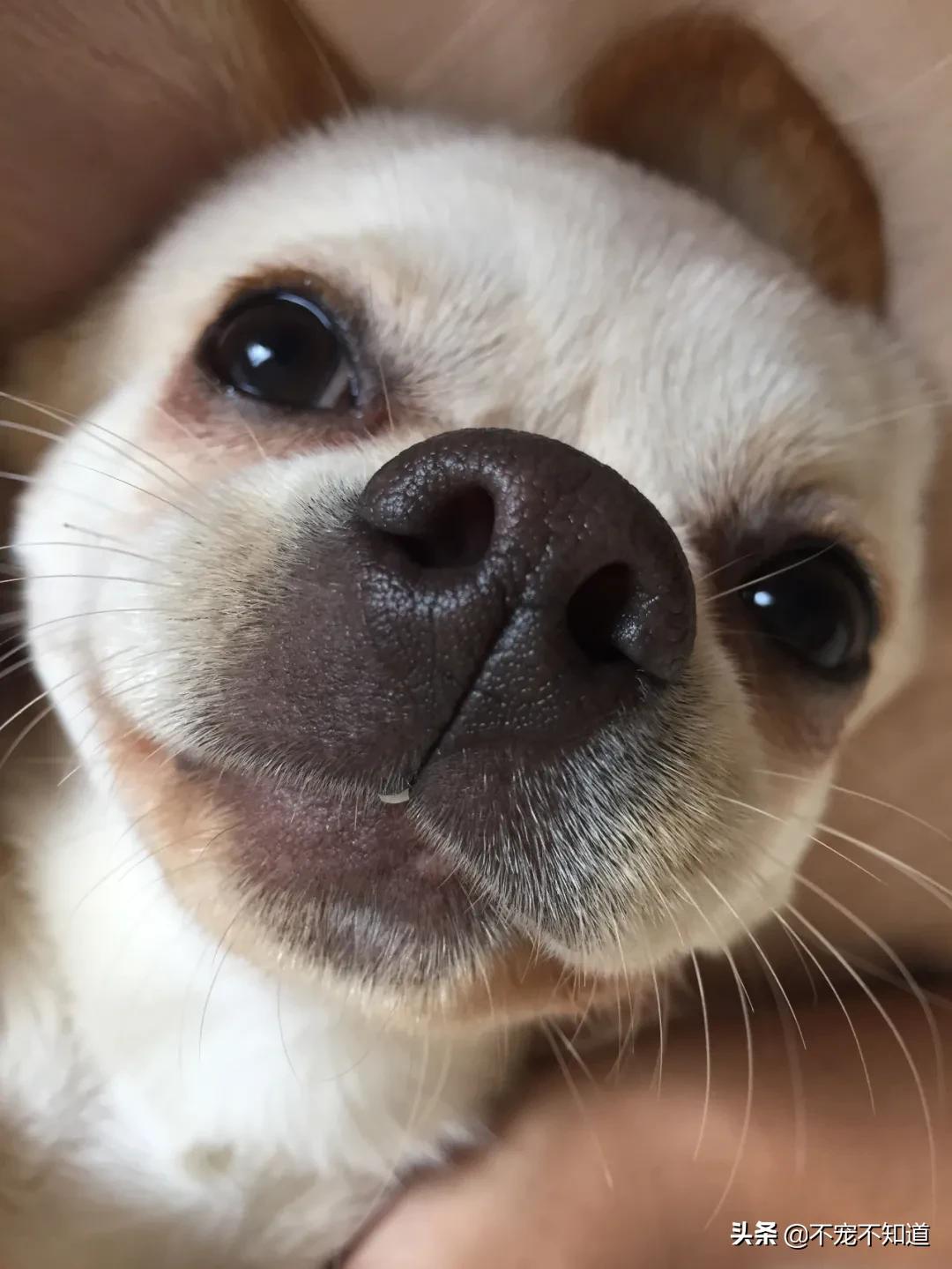 中华田园犬小时候的可爱图片,中华田园犬颜值天花板小奶狗