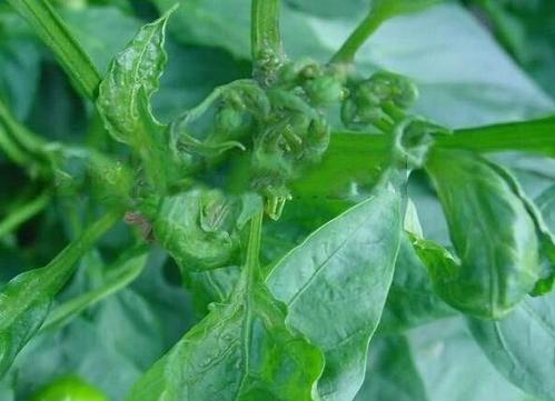 辣椒苗叶向下卷叶后干枯怎么回事,辣椒卷叶要怎么根治