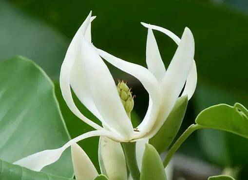 白兰花怎么养长得更好,白兰花怎么养才长得好