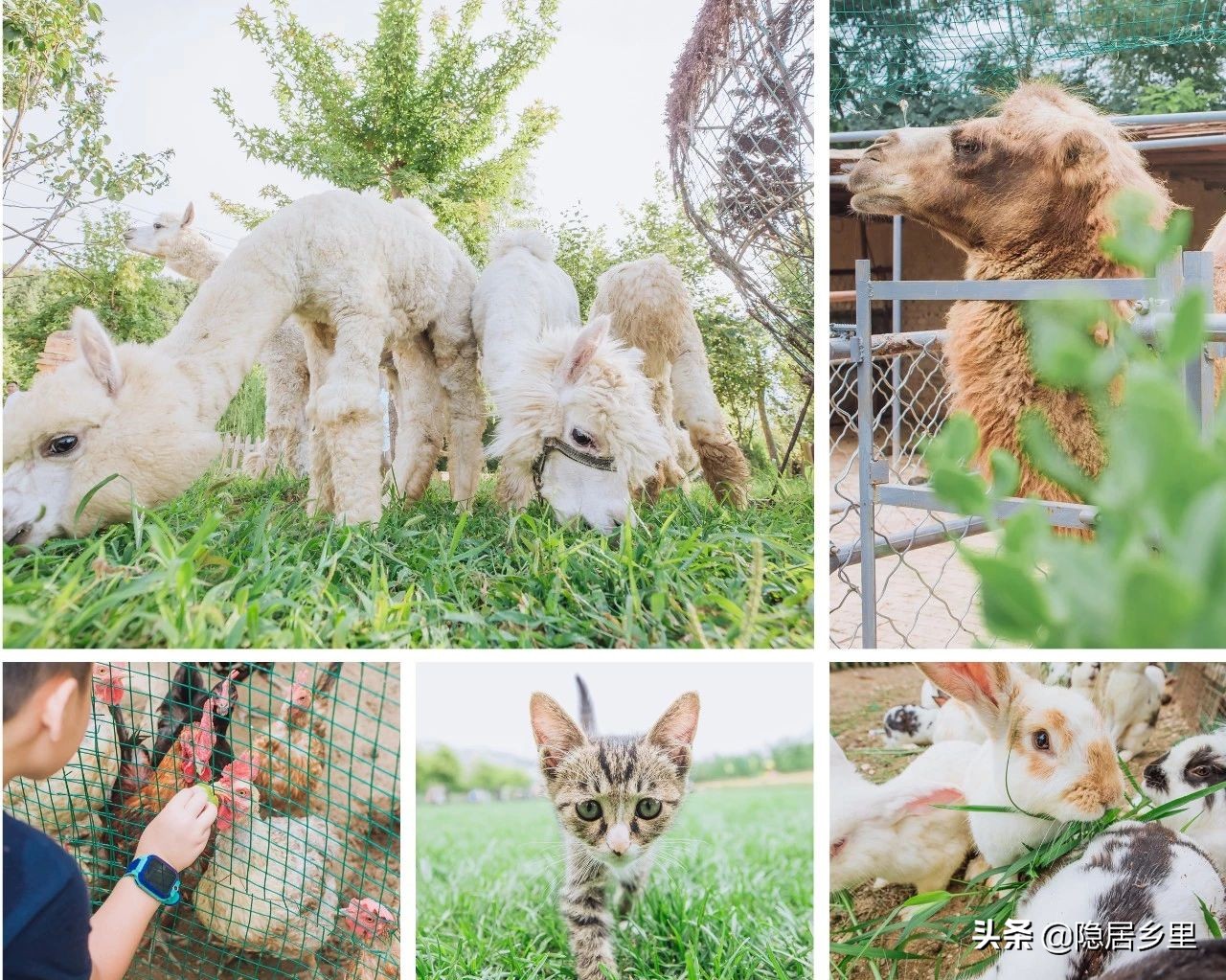 亲子京郊游红叶,国庆去北京看红叶攻略