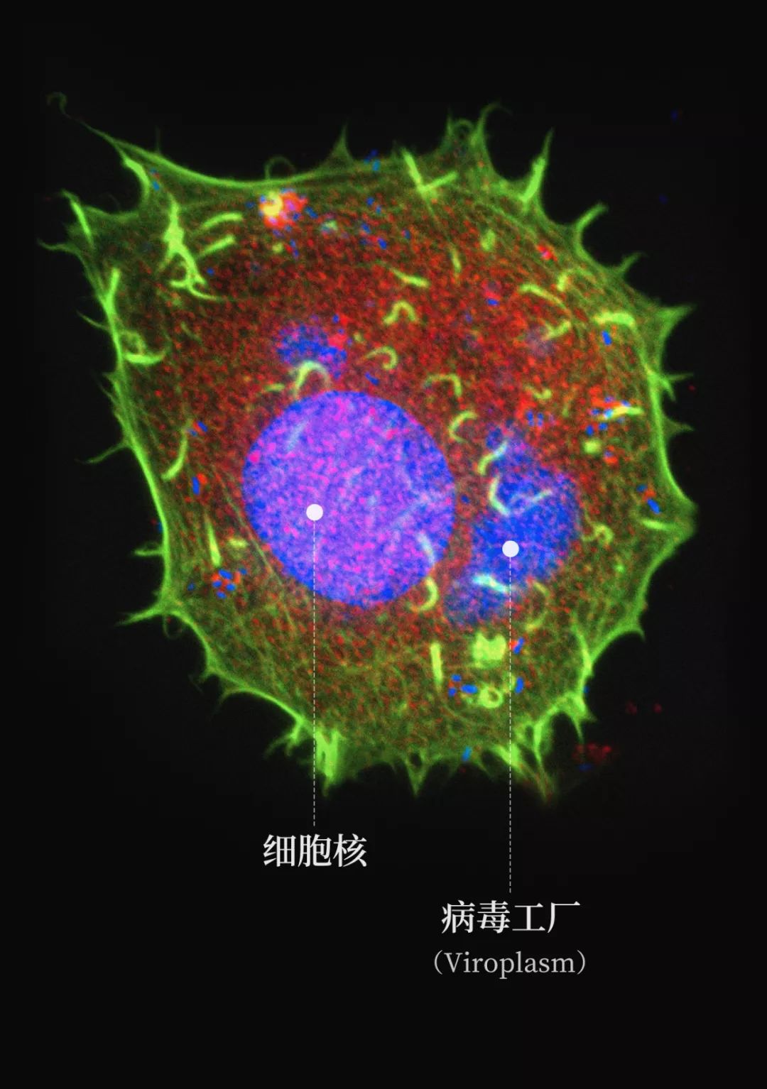 感染病毒后的168小时,你的体内都发生了什么?