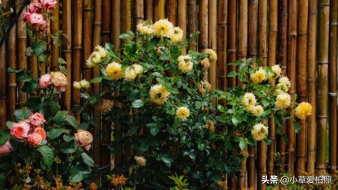 威海十一月羊亭公园,威海羊亭公园最新视频