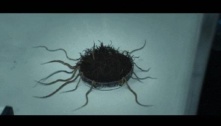 温子仁新剧一集就被砍，华纳是要搞死DC？