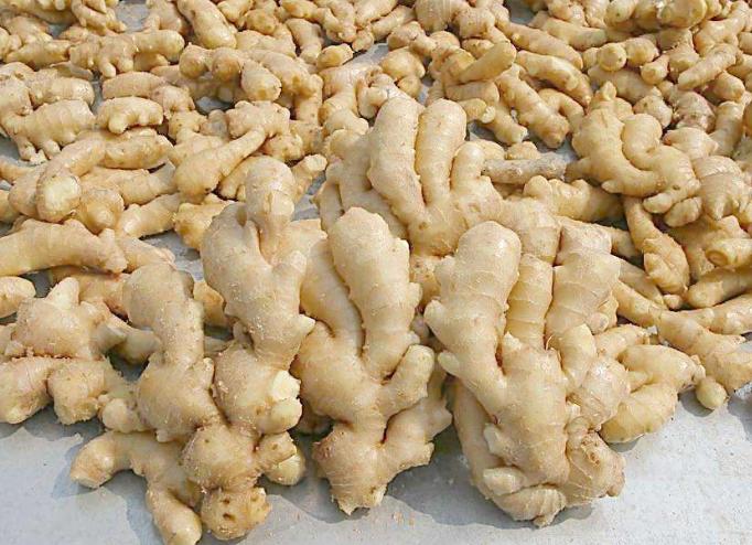 种植生姜怎么提高产量和品质,生姜新品种及种植技术有哪些