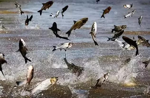 鱼类生病症状图片,天气热鱼塘死鱼是什么原因造成的