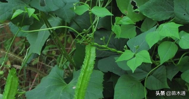 这种植物人称“绿色黄金”，不仅能长寿，还能治病！！！