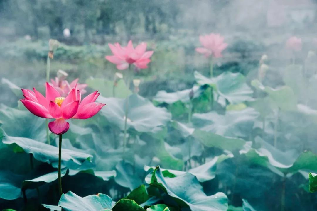 夏季最美荷花在哪里,山东最漂亮的荷花