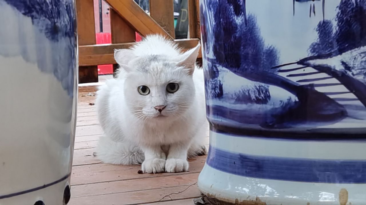 北京夏日的清晨,北京的盛夏