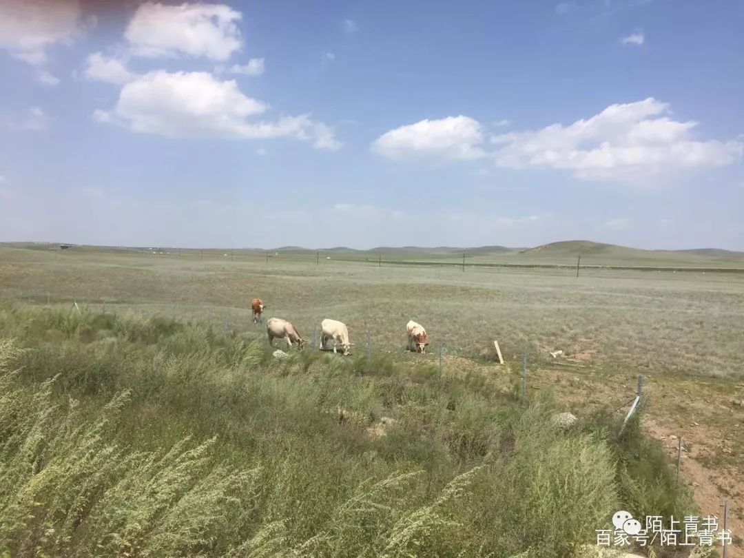 东北野生黑木耳直销,一包黑木耳