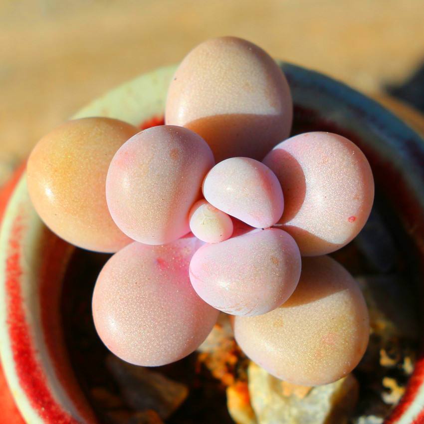 养多肉晒太阳吗,多肉冬天比夏天好养