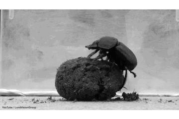 屎壳郎是如何滚屎球的,屎壳郎滚粪球正确方法