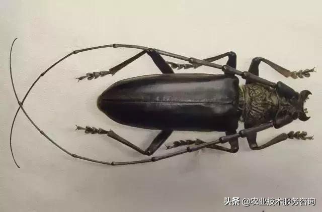 柑橘虫害高清图谱及防治方法,柑橘虫害物理消灭