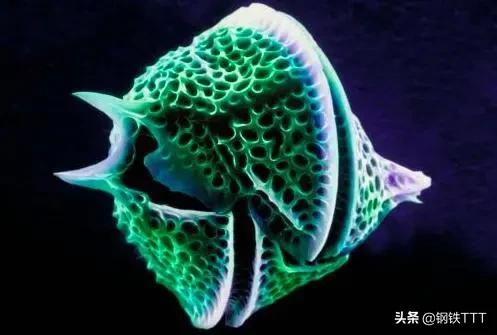 为什么哺乳动物是卵生,为什么哺乳动物都是4肢