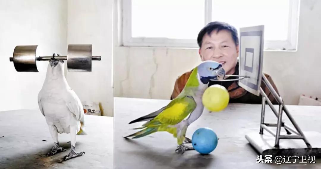 大型动物铲屎官,铲屎官为朕打下的江山猫咪