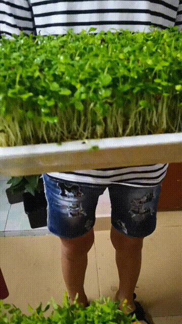 如何种香椿苗芽苗菜,临沂香椿无土栽培芽苗菜基地