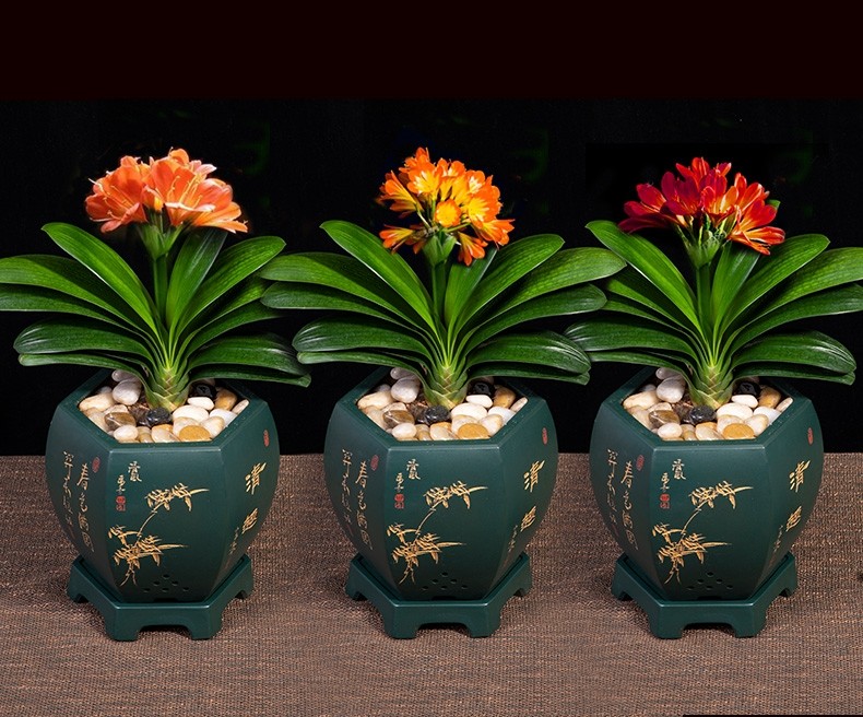 君子兰开花期间可以换盆吗,君子兰开花可以换盆浇透水吗