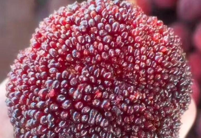 降暑的水果,夏日哪种水果是降暑的必备佳品