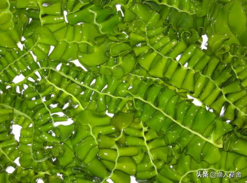 辽宁大连有什么土特产品,大连特产农产品标志