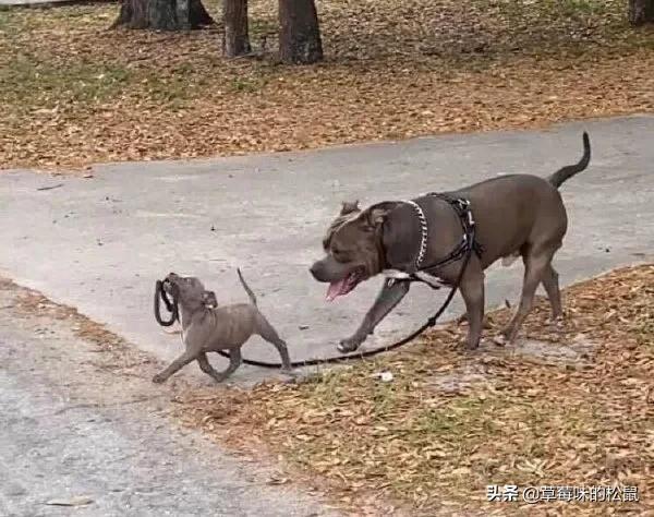 英国首相得新冠是真的吗,英国首相新冠反应