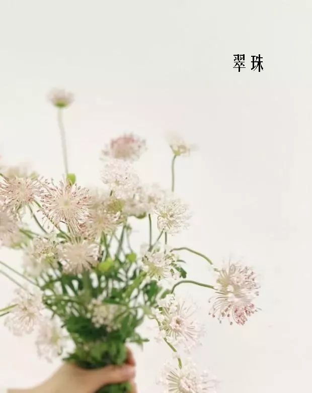 鲜花店常见花材品种大全,花店里同款的两种不同价格的花材