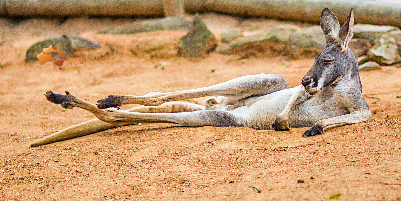 果小姐的旅游日记,澳洲自驾一日游攻略