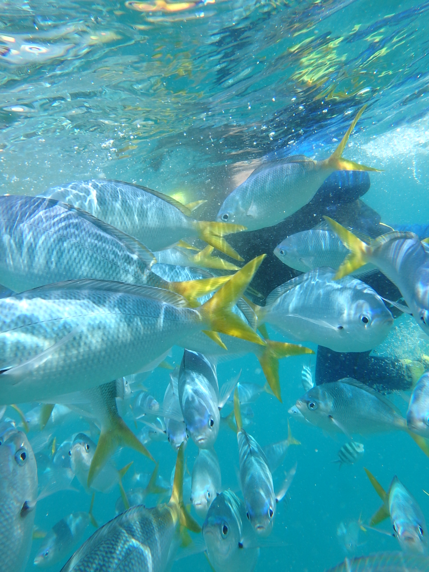 帕劳太平洋水族箱,潜水胜地帕劳水族箱