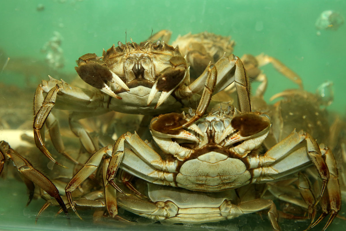 螃蟹选公蟹还是母蟹,买螃蟹怎么挑选公蟹比较肥