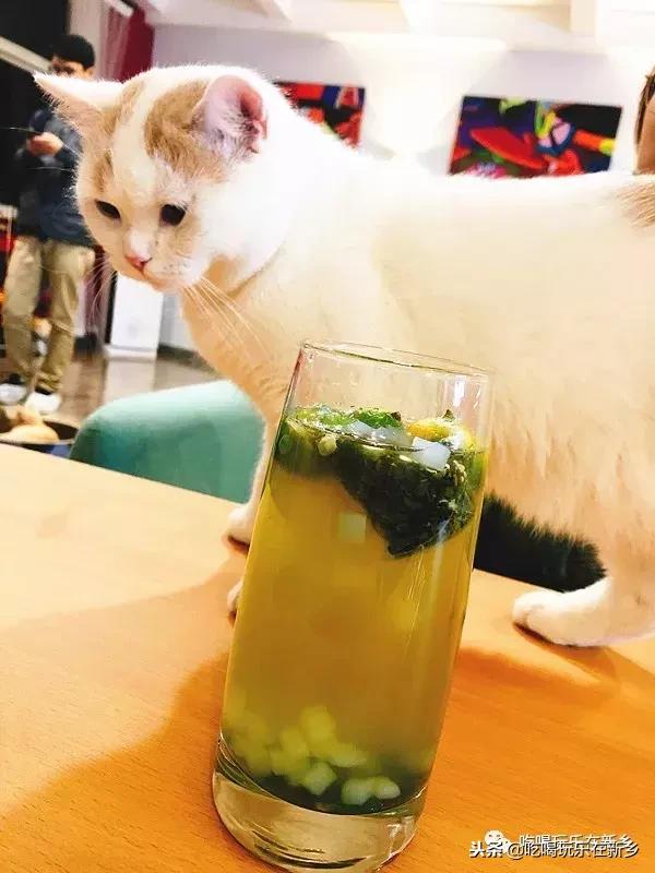 猫主子驾到,猫咪主子驾到