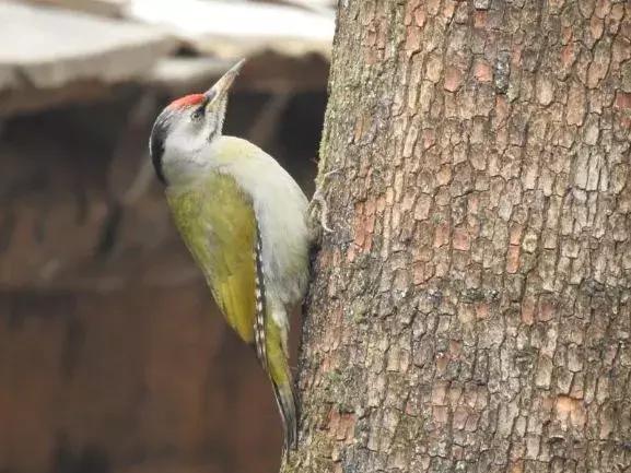 北方常见鸟类大全图片及名称,南大常见的鸟类有哪些