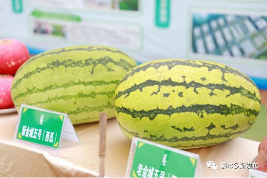 超燃！丰收的的鄂托克前旗美了美了~