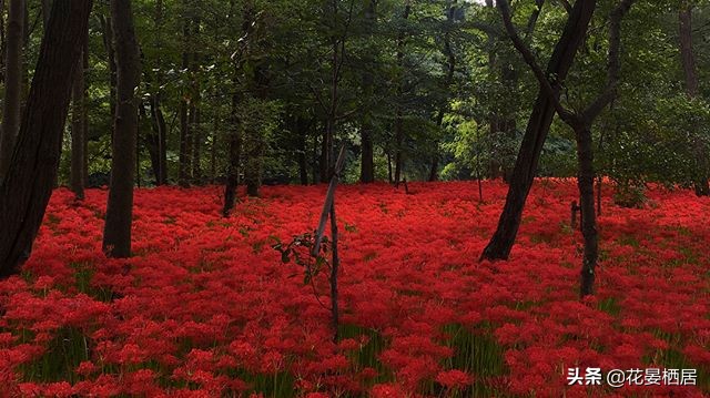 忘川的彼岸花,莲华经的接引之花“曼珠沙华”,原来是石蒜花呀